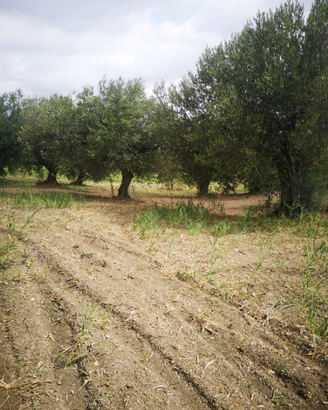 Uliveto pieno di sole