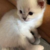 Cuccioli ragdoll