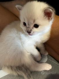 Cuccioli ragdoll