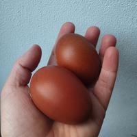 Pulcini di marans nero ramato