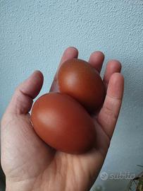 Pulcini di marans nero ramato