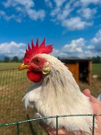Gallo