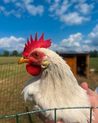 Gallo