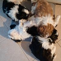 Cuccioli Shitzu -maltese