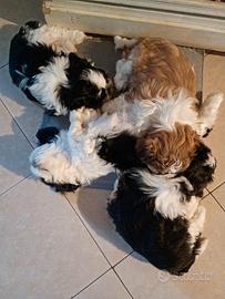 Cuccioli Shitzu -maltese