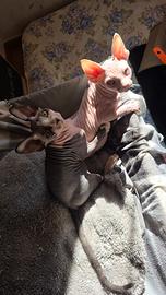 Gattini canadian sphynx
