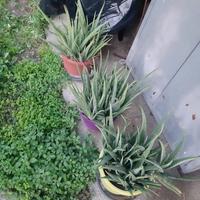 Piante