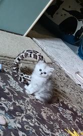 Persiana chinchilla silver doll face