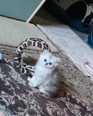 Persiana chinchilla silver doll face