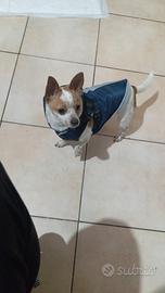 Chiuachiua maschio