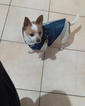 Chiuachiua maschio