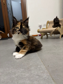 Cucciola Tortie di Maine coon