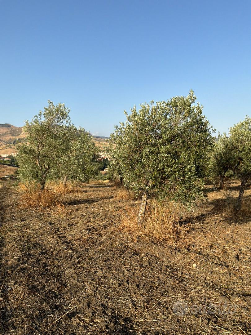 2 Terreni Uliveti - Castellana Sicula (PA) - Altro