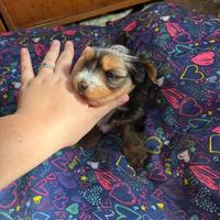 Cucciolo di Yorkshire