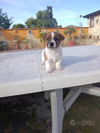 Cuccioli di jack russel