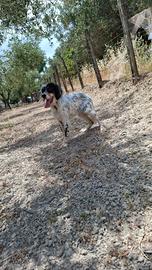 Setter inglese tricolore femmina