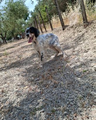 Setter inglese tricolore femmina