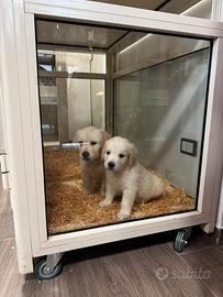 Cuccioli Golden Retriver