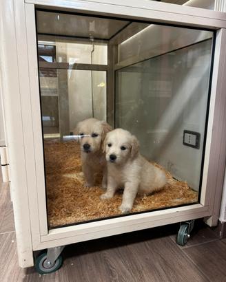 Cuccioli Golden Retriver