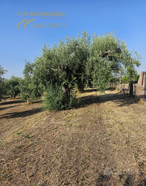 4H.Di Uliveto Con Terreno