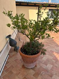 Vaso con pianta di Arancio