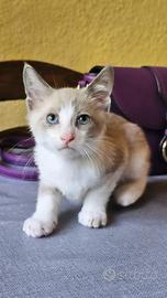 Gattino siamese