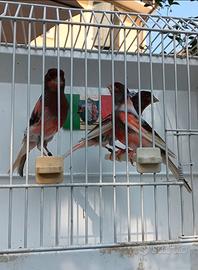 Canarino Arlecchino Portoghese