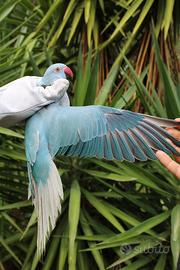 Parrocchetto dal collare