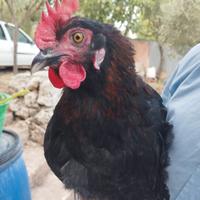 Pulcini marans nero ramato