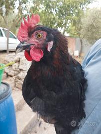 Pulcini marans nero ramato