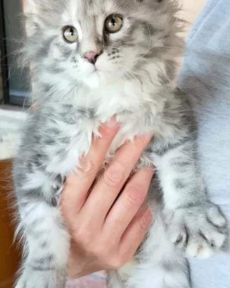 Cucciole di Maine Coon linea russa