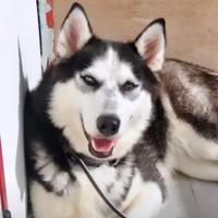 Femmina di Husky