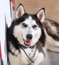 Femmina di Husky