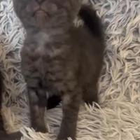 Cuccioli pura razza gatto begala su prenotazione