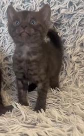 Cuccioli pura razza gatto begala su prenotazione