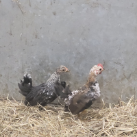 Galline Serama
