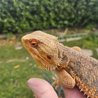 Pogona maschio