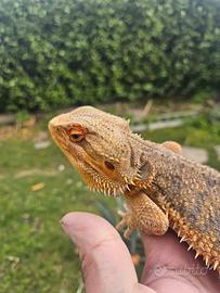 Pogona maschio