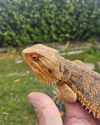 Pogona maschio
