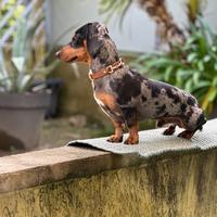 Bassotto Kaninchen Arlecchino Accoppiamento