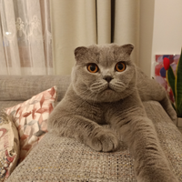 Accoppiamento Scottish Fold