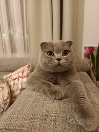 Accoppiamento Scottish Fold