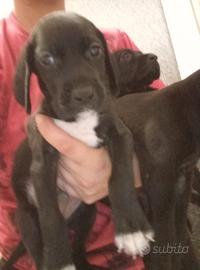 Cuccioli incrocio Weimaraner setter di 50 g