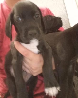 Cuccioli incrocio Weimaraner setter di 50 g