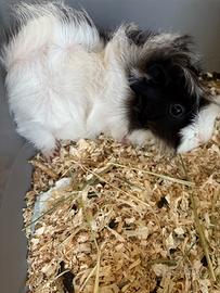 Porcellino d'india/cavia bianca e nera cn gabbia