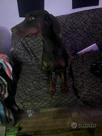 Cane dobermann 1 anno