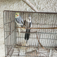 Pappagalli Calopsite