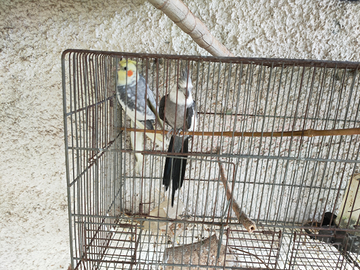 Pappagalli Calopsite