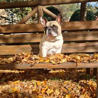 Disponibile per monta