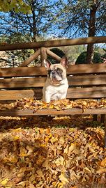 Disponibile per monta